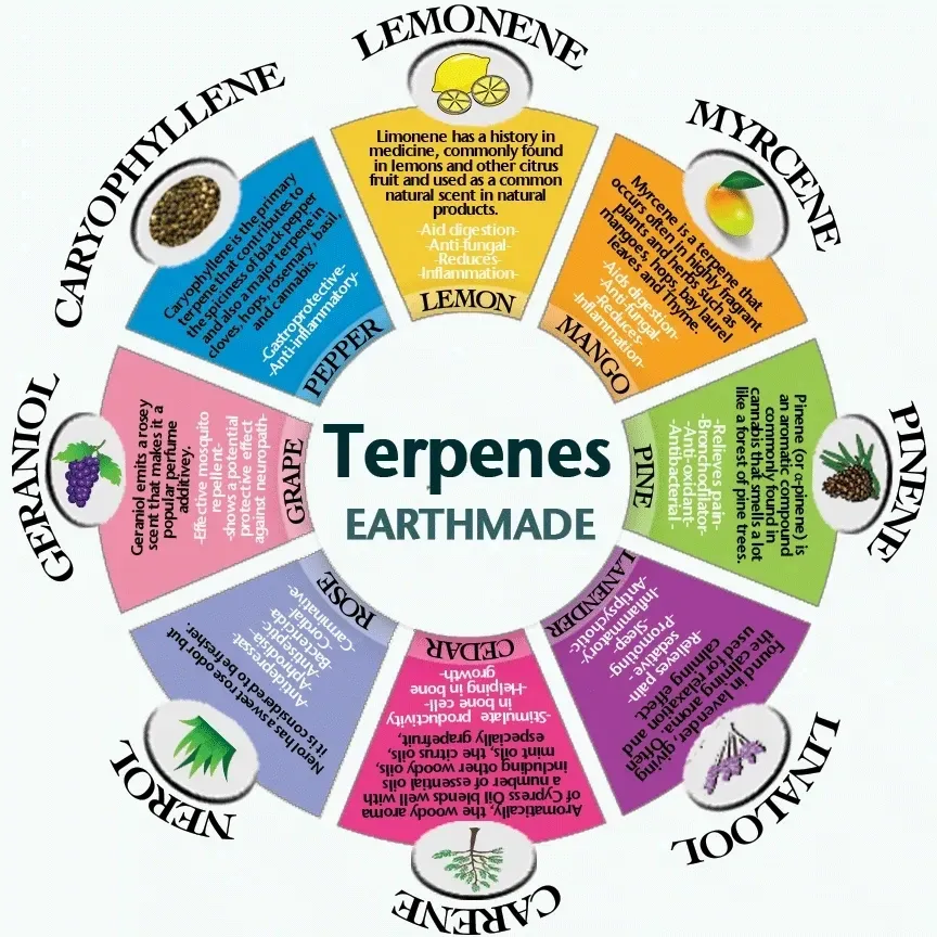 Terpenes and their characteristics
