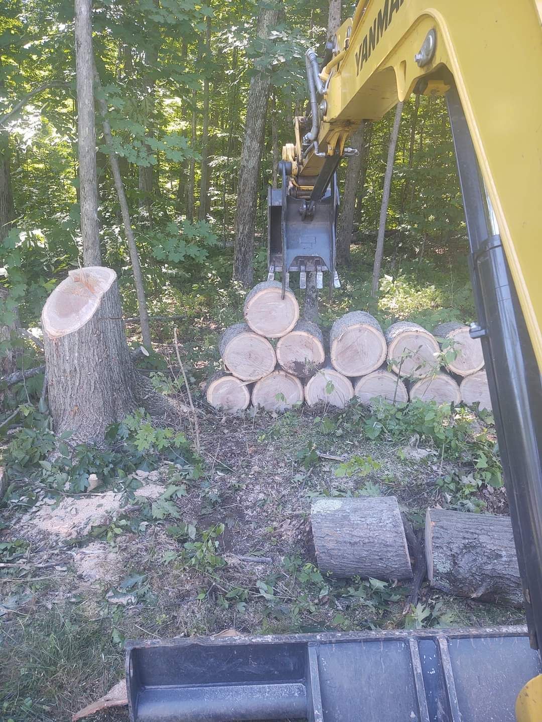 Cut Trees — Pittsfield, MA — Northern Oak Tree & Home Services