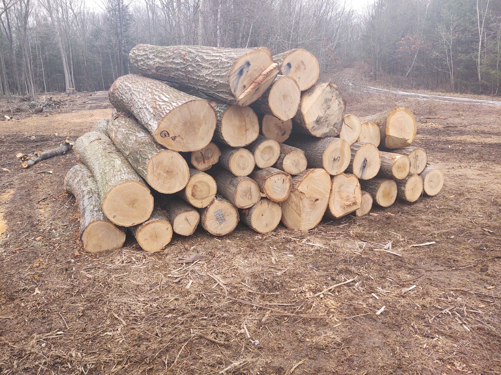 After Removing Trees — Pittsfield, MA — Northern Oak Tree & Home Services