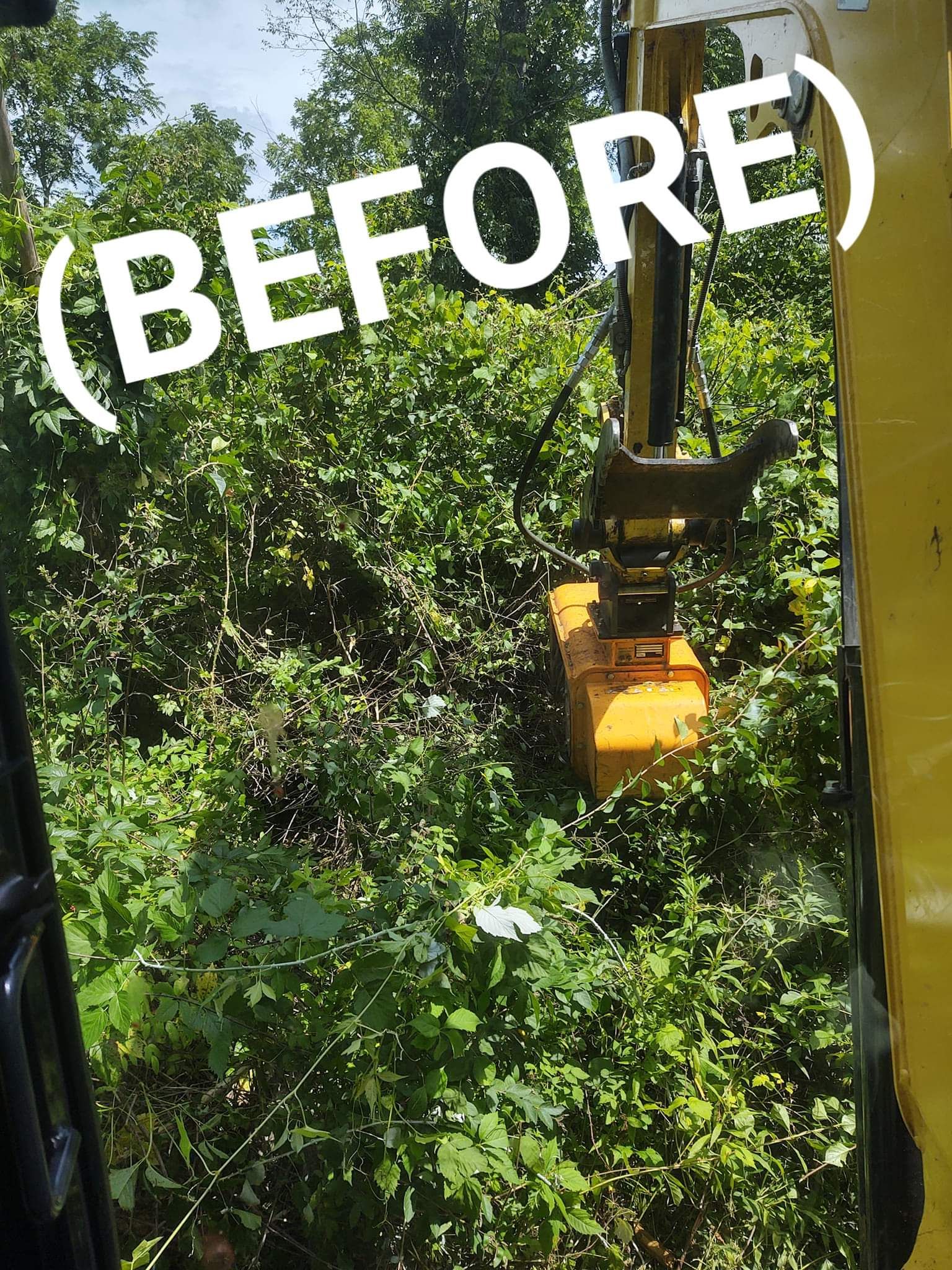 Before land clearing - Northern Oak Tree Service - Pitsfield, MA