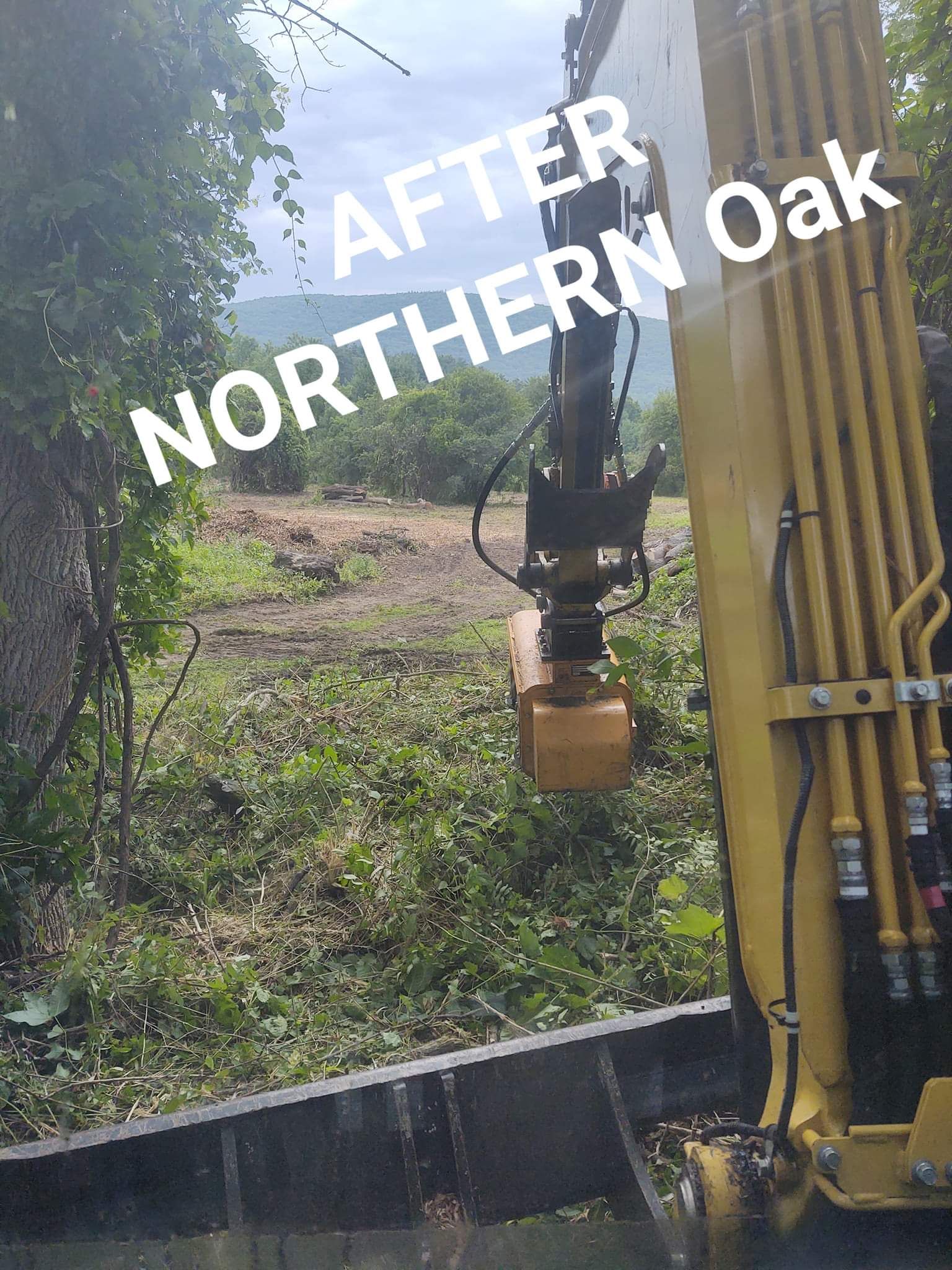 After land clearing - Northern Oak Tree Service - Pitsfield, MA