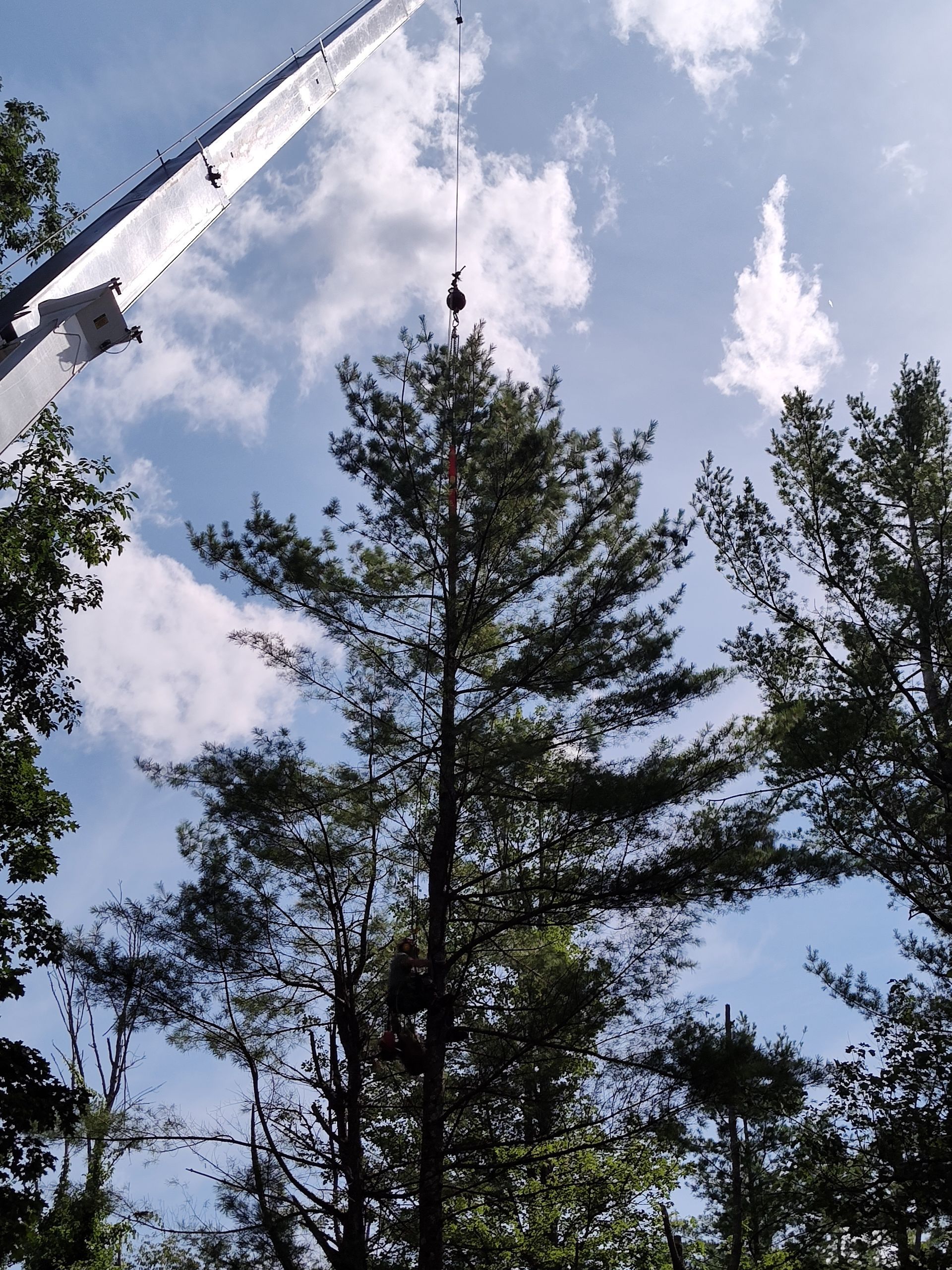 Tall Tree — Pittsfield, MA — Northern Oak Tree & Home Services