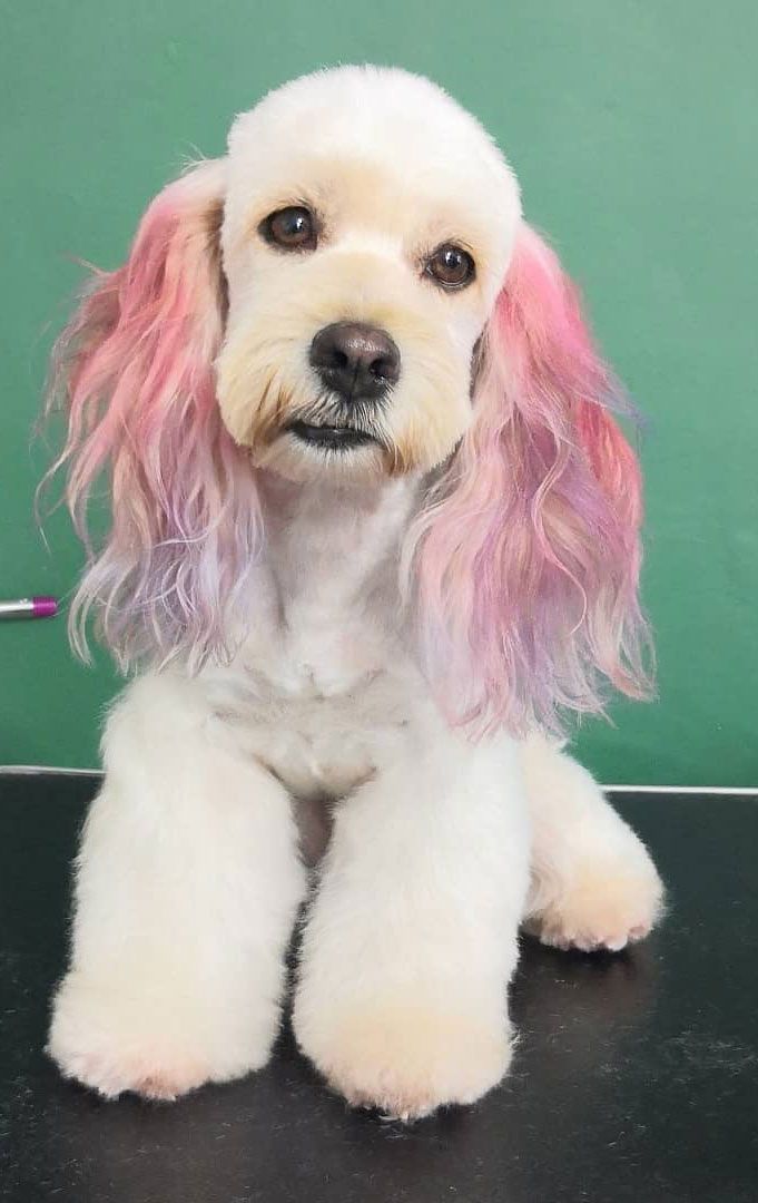 Estética y Hospedaje Canino Konnichguau -