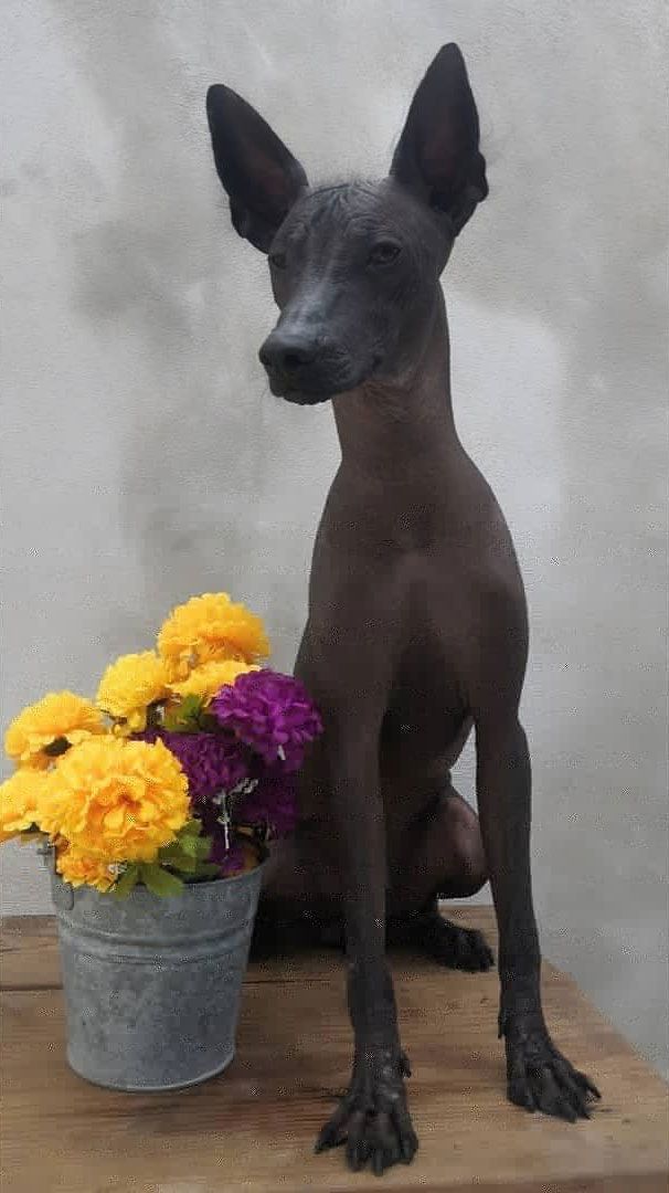 Estética y Hospedaje Canino Konnichguau - Servicio de baño