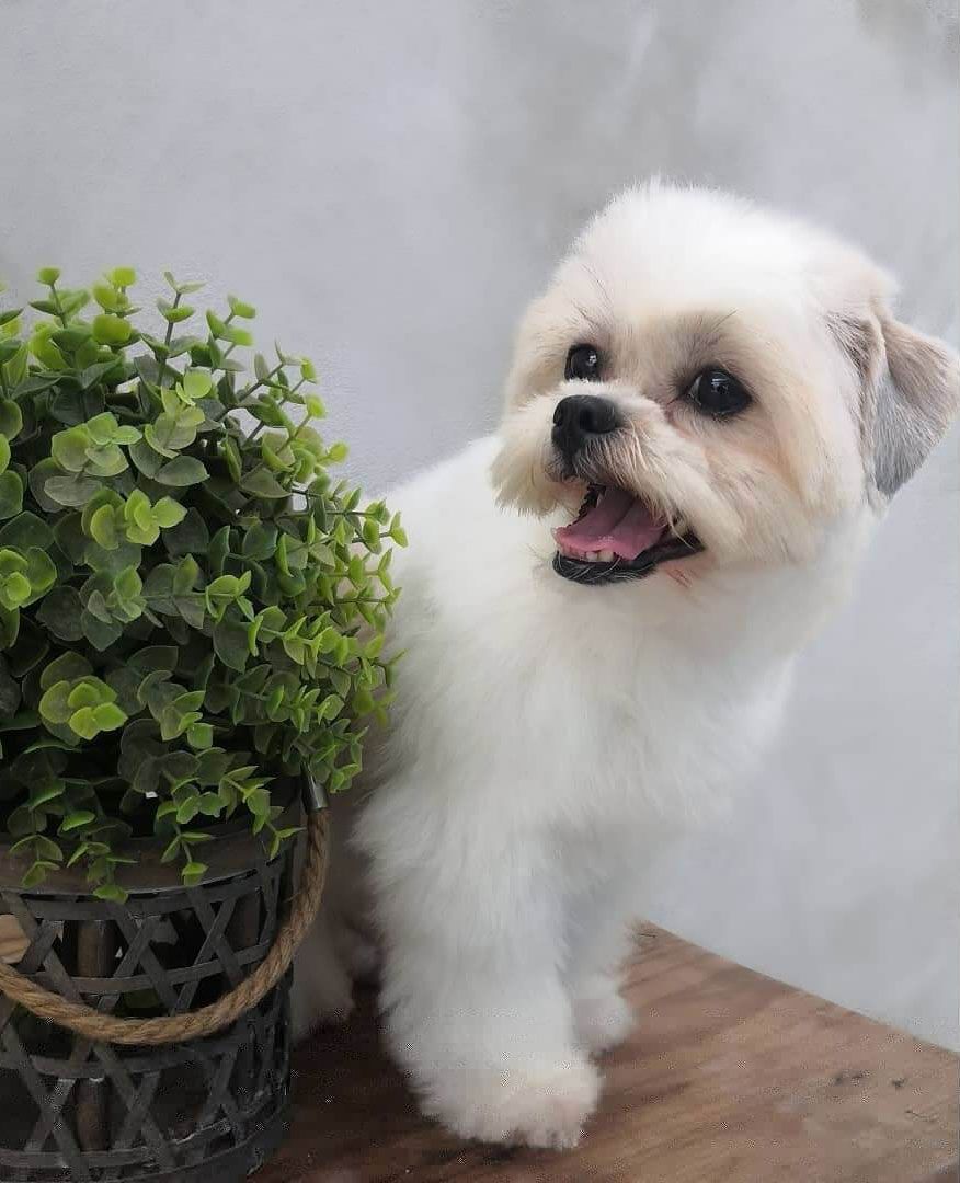 Estética y Hospedaje Canino Konnichguau -