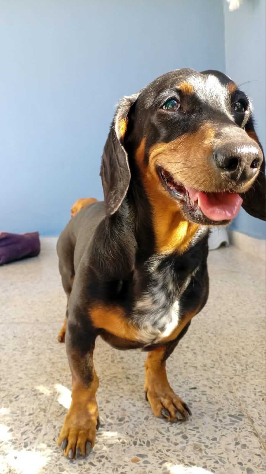 Estética y Hospedaje Canino Konnichguau - Cuidados especiales