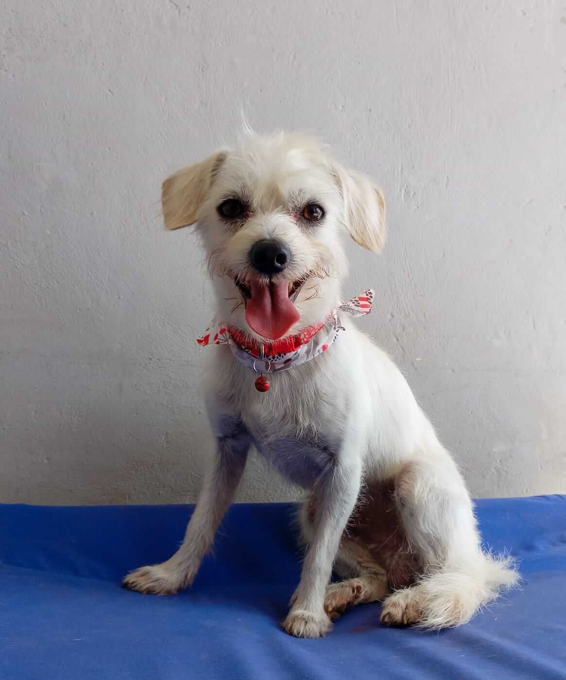 Estética y Hospedaje Canino Konnichguau - Hora de comida en espacios separados