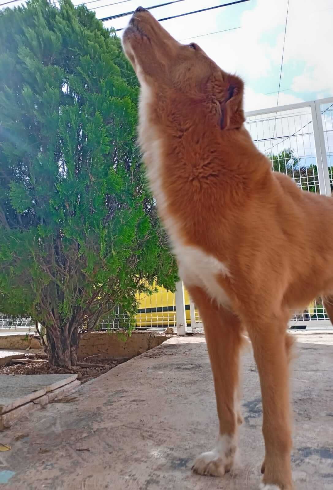 Estética y Hospedaje Canino Konnichguau - Monitoreo constante