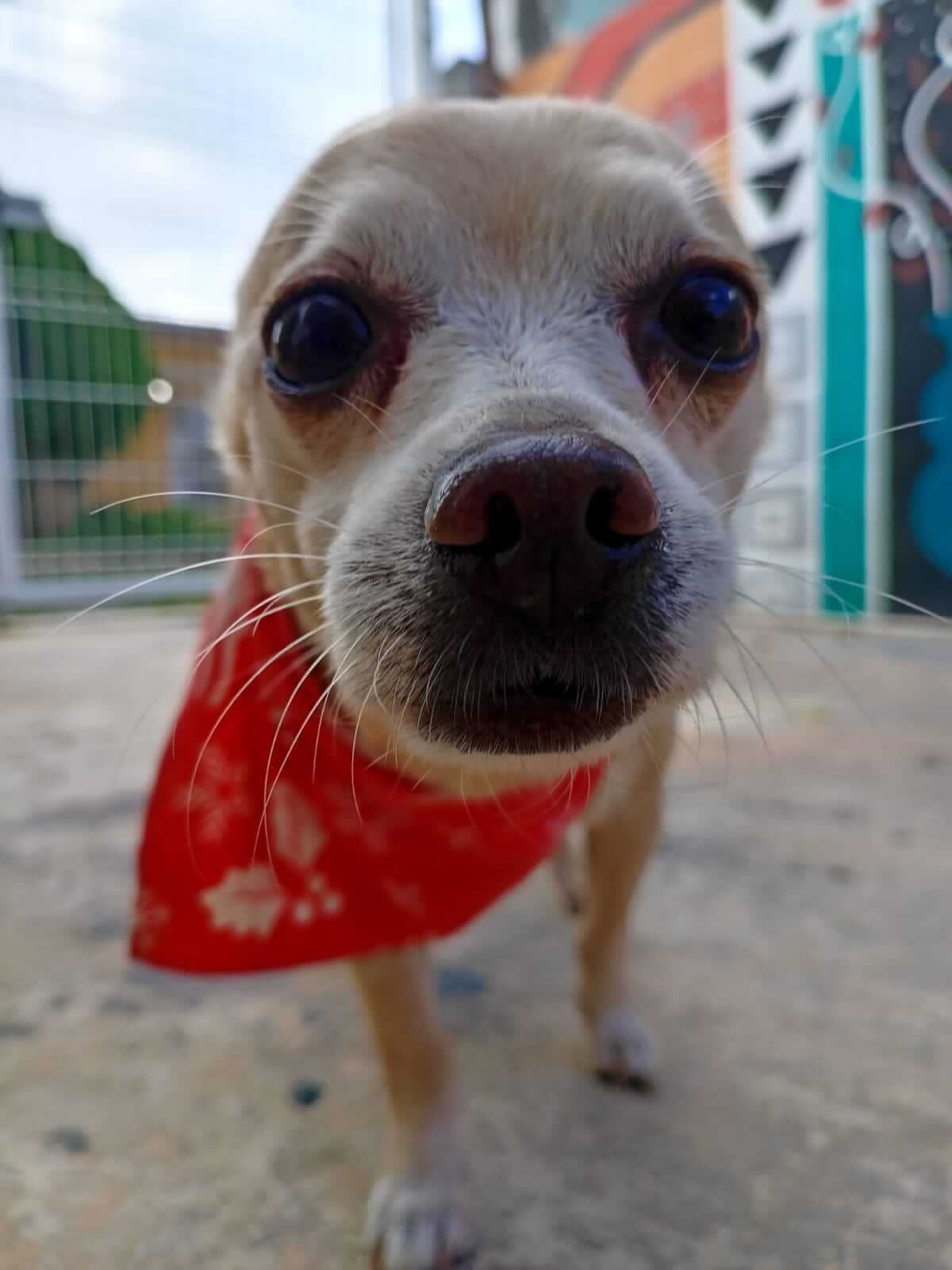 Estética y Hospedaje Canino Konnichguau - Libre acceso al interior de la casa