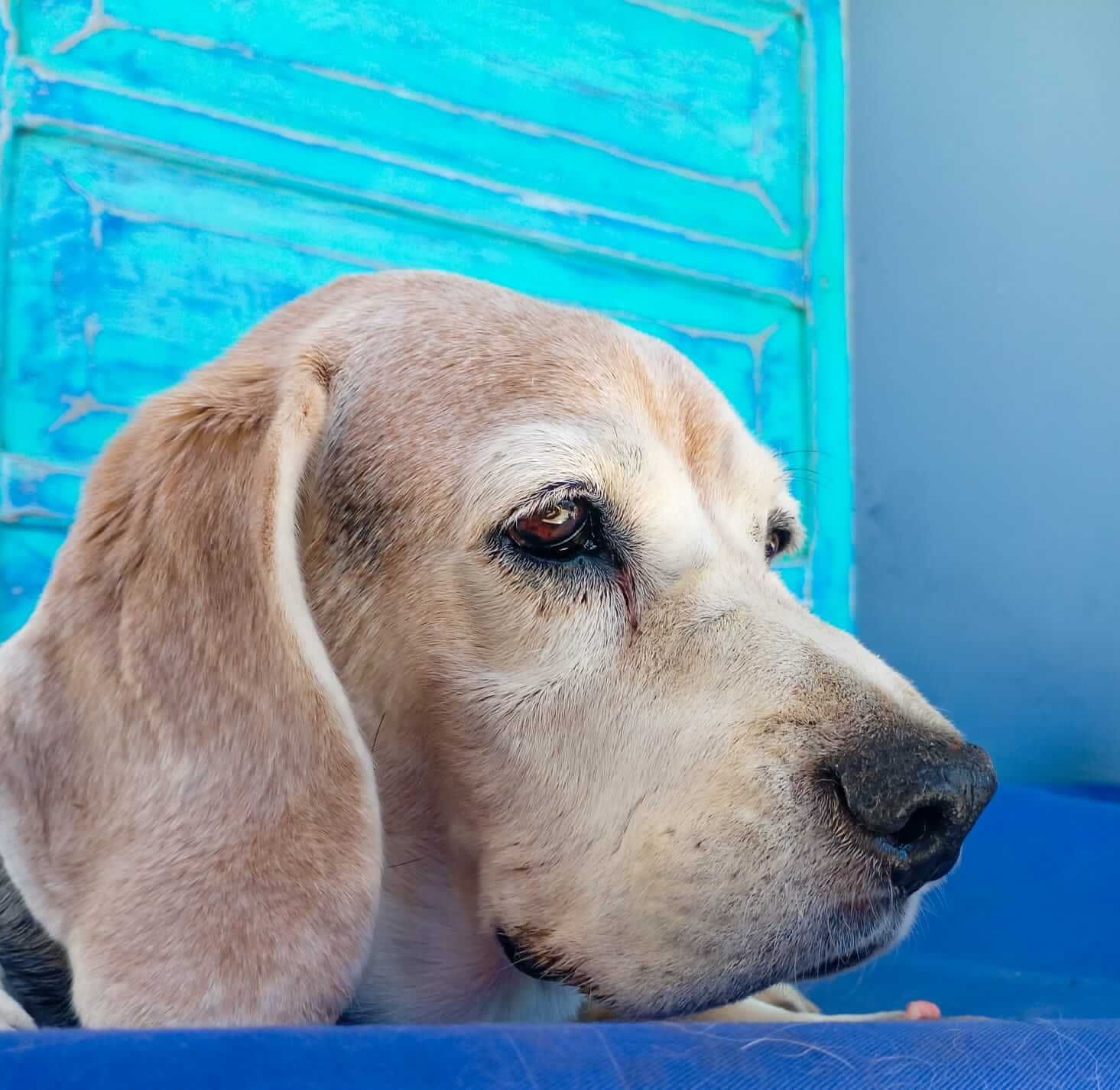 Estética y Hospedaje Canino Konnichguau - Hospedaje canino