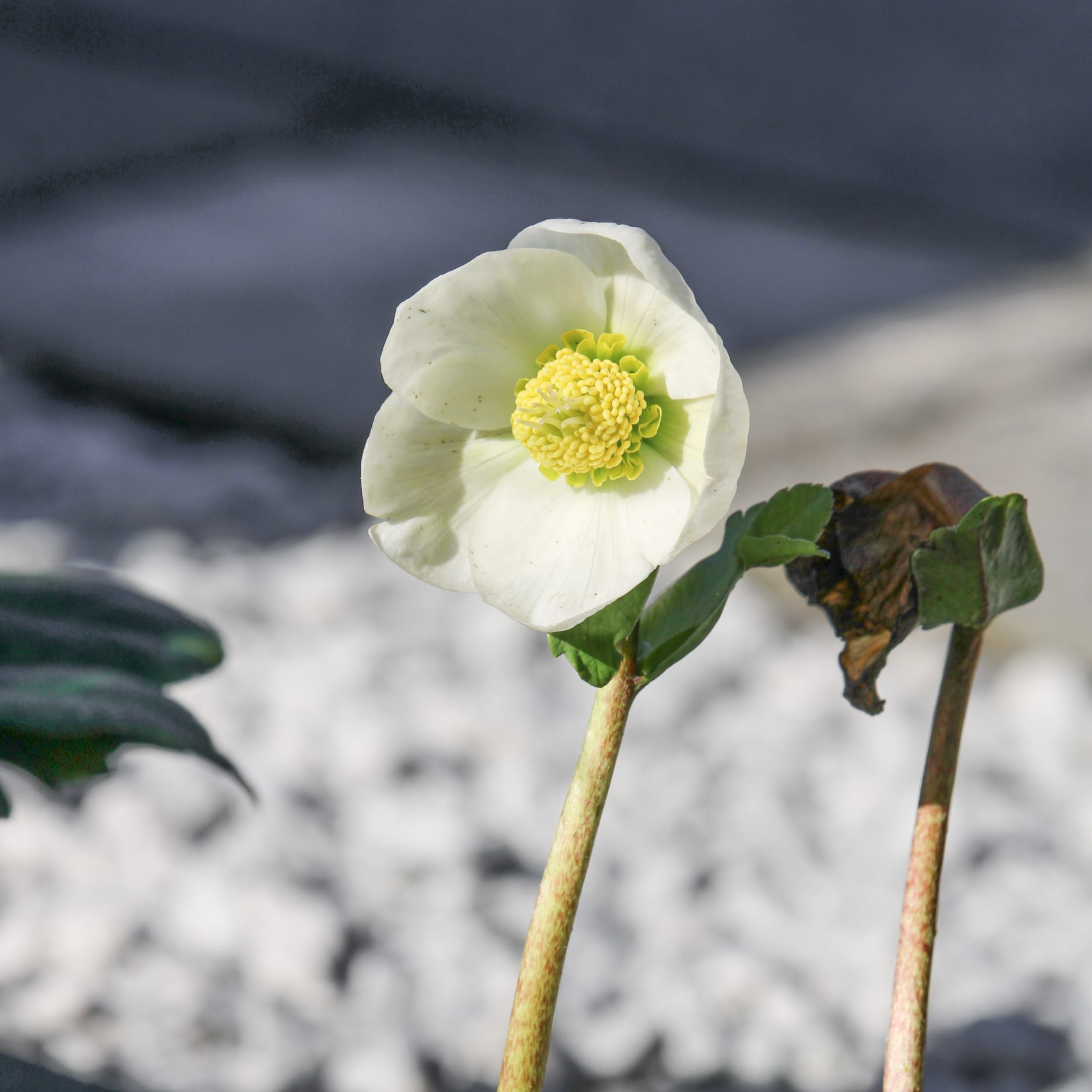 Een close-up van een witte bloem met een gele kern.