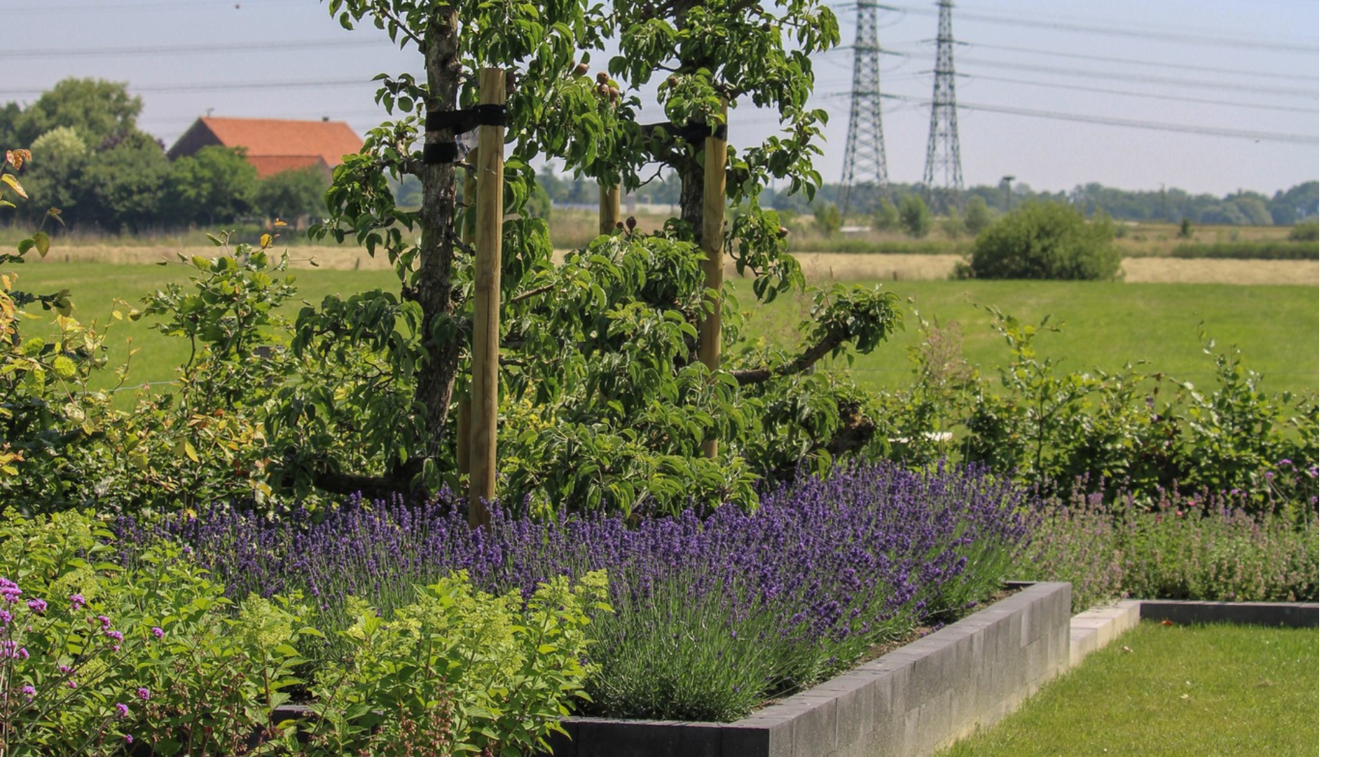 2 perenbomen met daaronder bloeiende lavendel