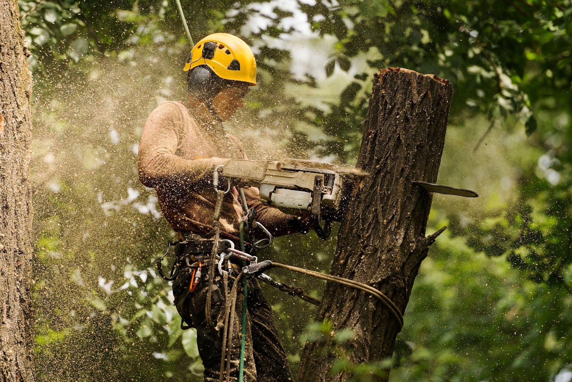 arborist cutting tree chainsaw