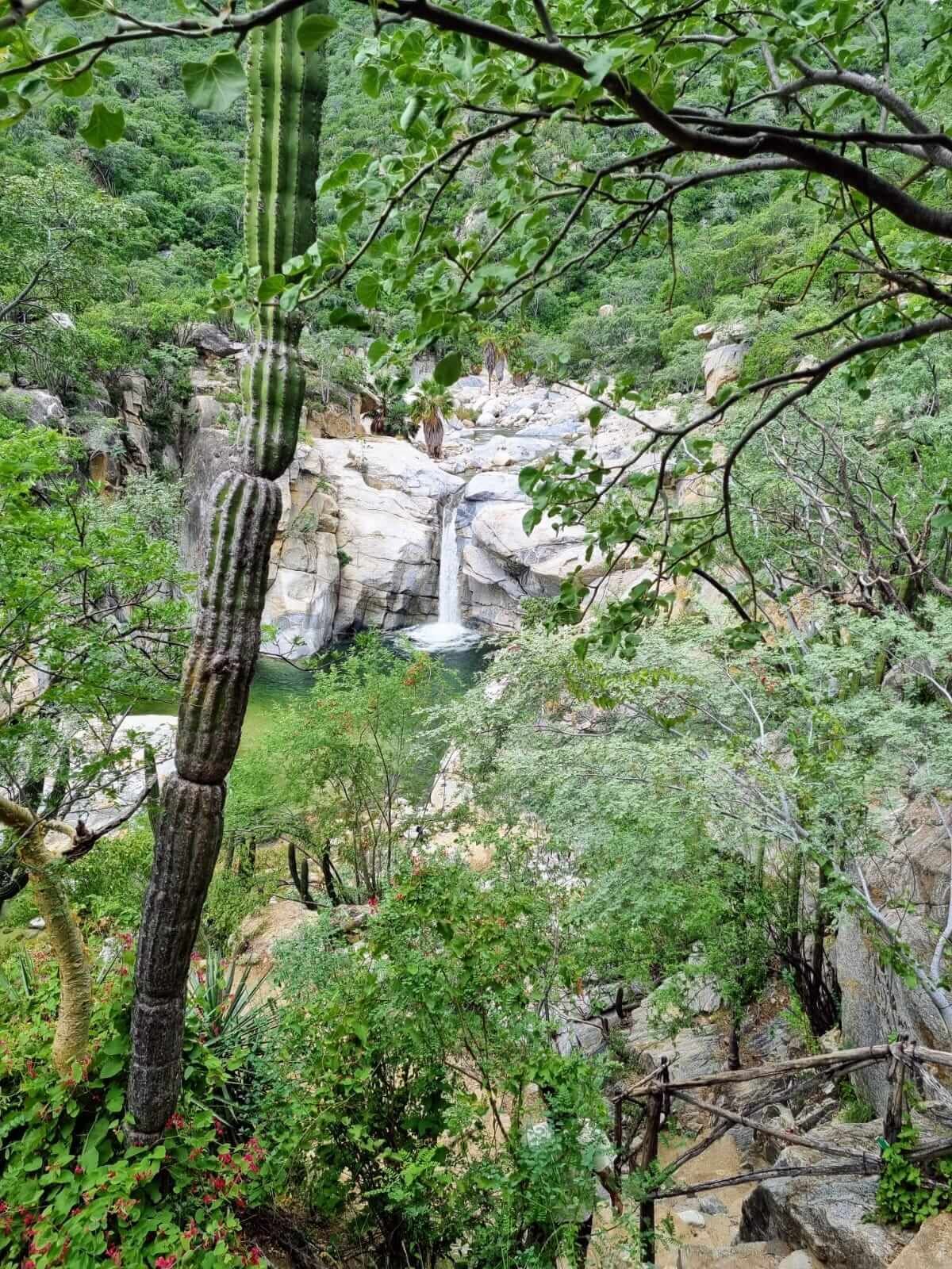 Una cascada en medio de un bosque con un cactus en primer plano.