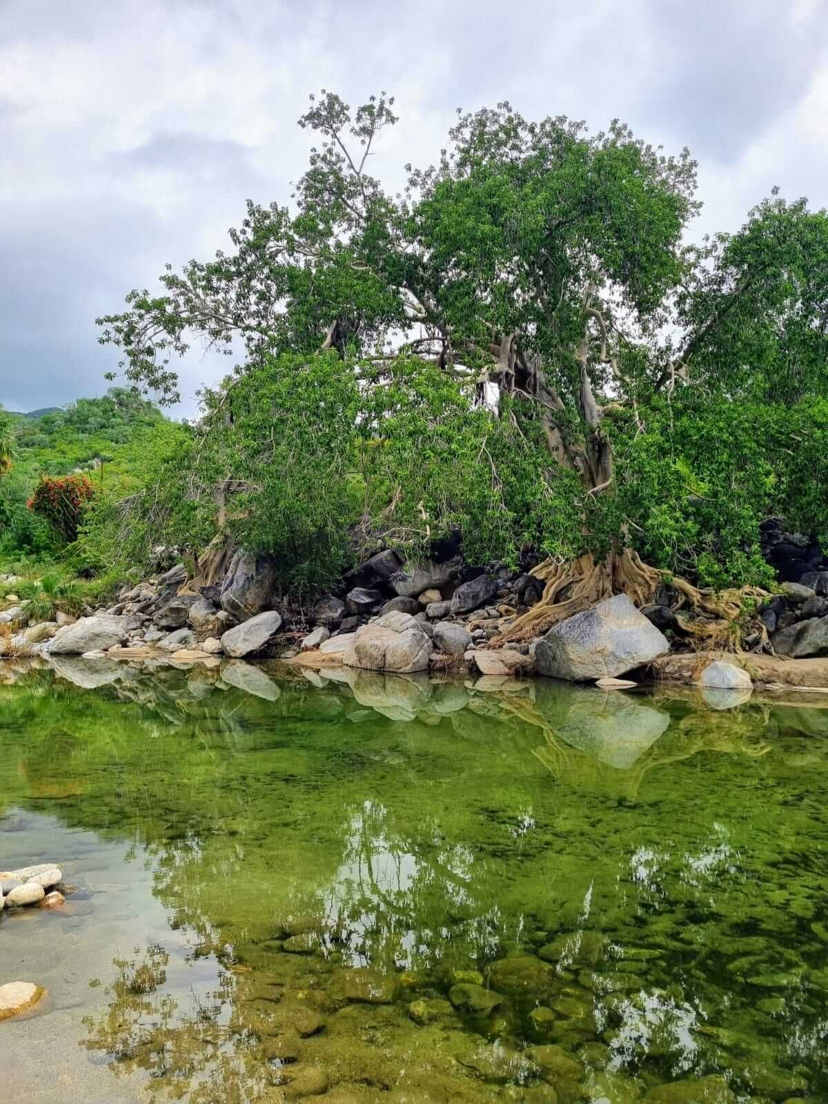 Un río con árboles y rocas en la orilla