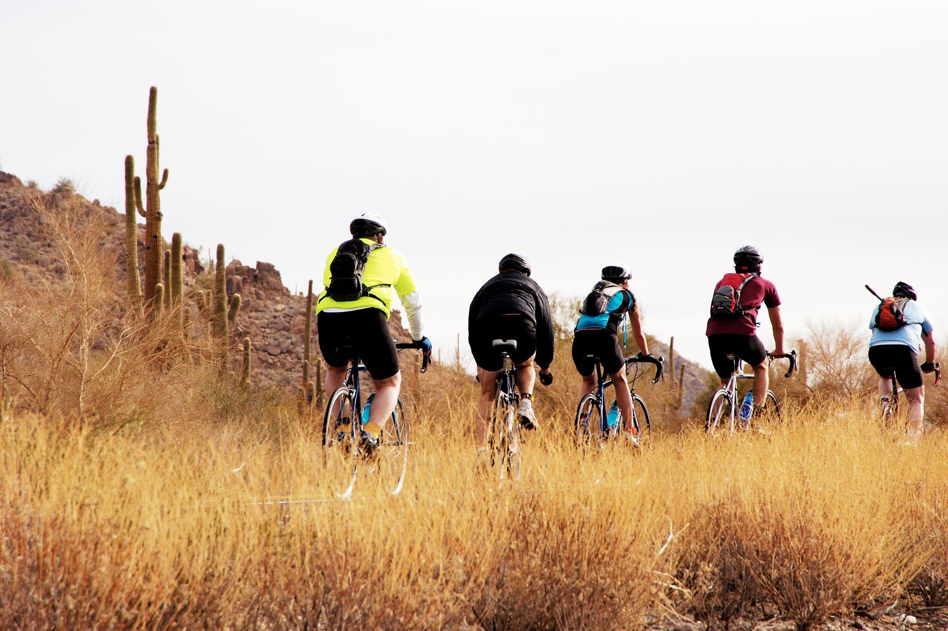 Cyclists riding through tall dry grass on a desert trail near cacti