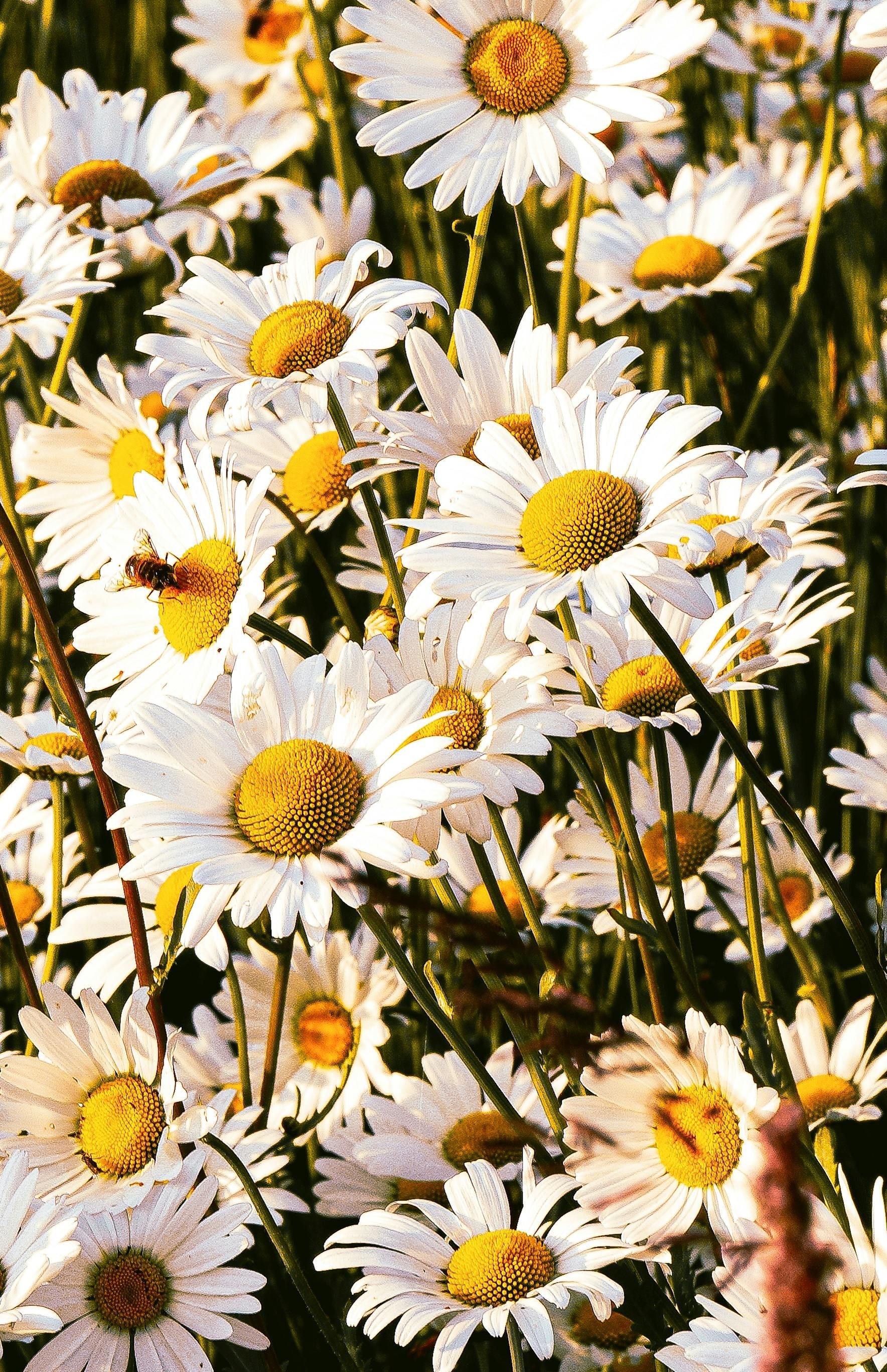 daisies