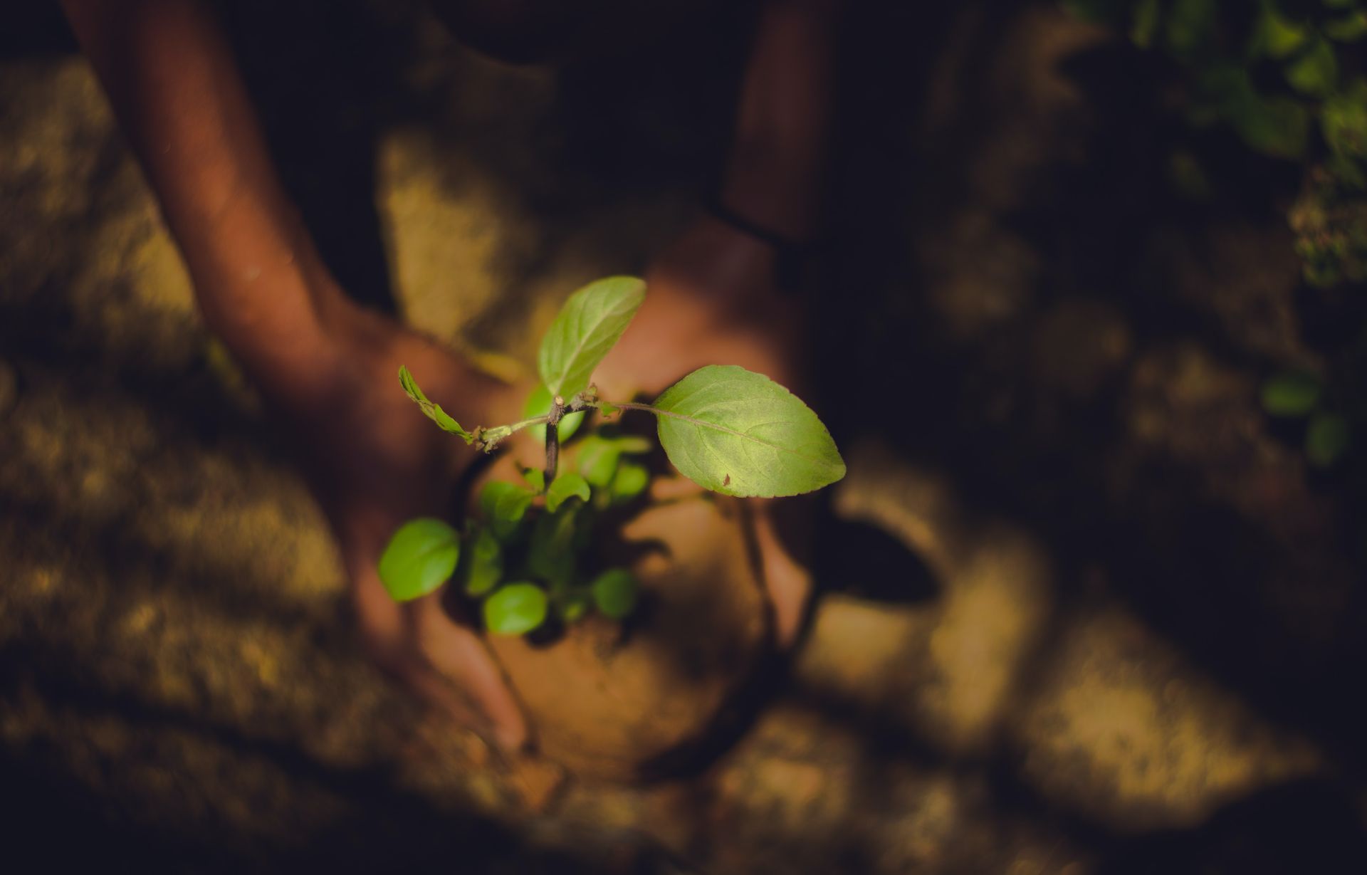 a person is holding a small plant in their hands