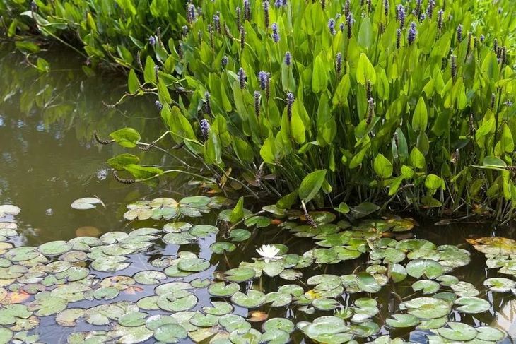 A pond filled with water lilies and purple flowers