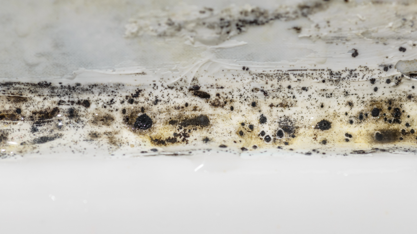 A close up of black mold in shower