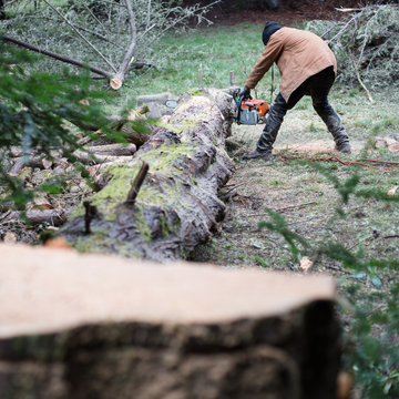 Cutting Down A Tree — Nottingham, PA — Ochoa Tree Service