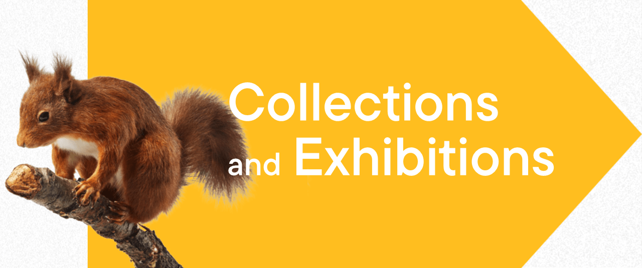 Squirrel on a branch next to text that reads 