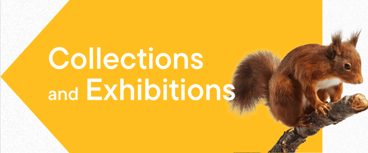 Yellow banner with text 