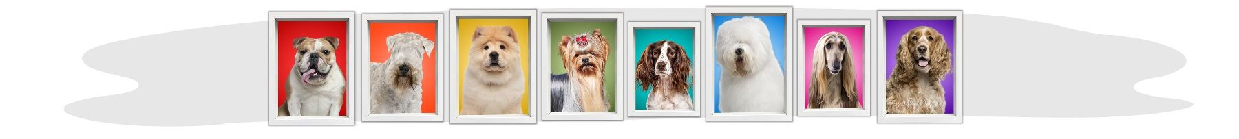 Collection of dog portraits in colorful frames.