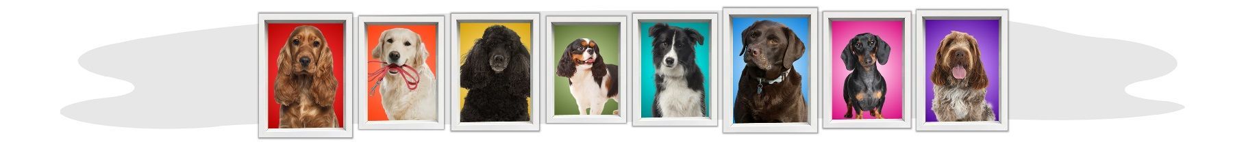 Portraits of dogs with colorful backgrounds.