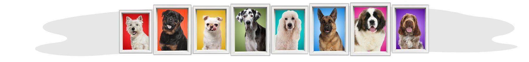 Row of dog portraits, each framed with a different colorful background.