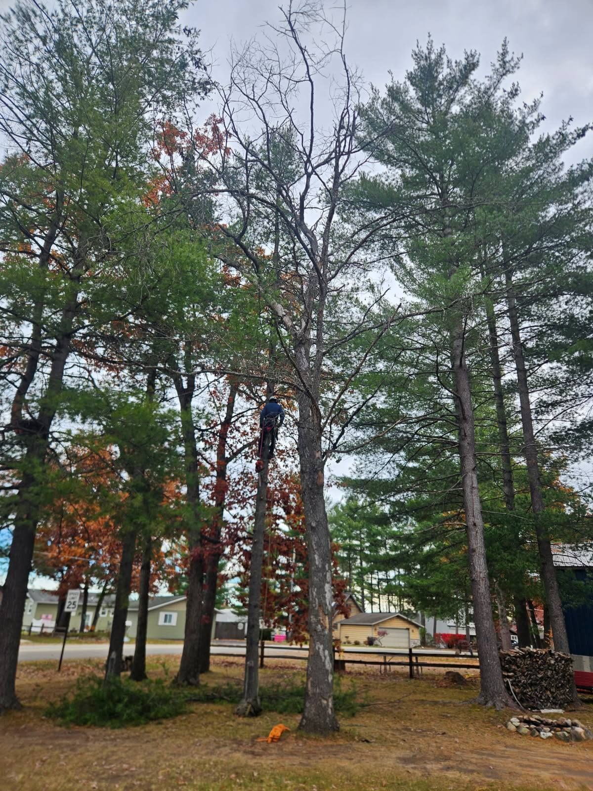 Person in a tree, trimming branches. Surrounding are trees of various types. Cloudy sky, outdoors.
