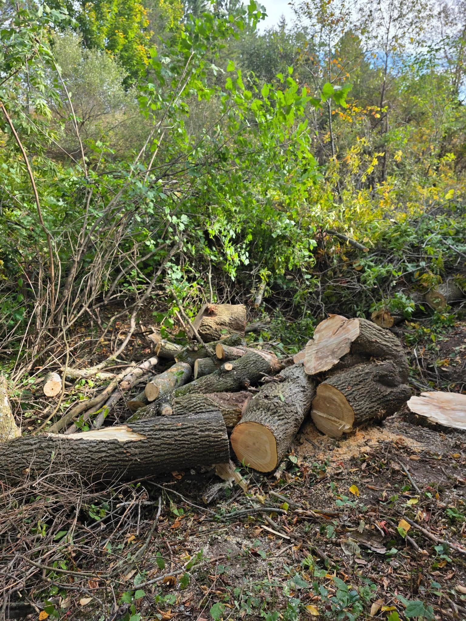 Pile of cut logs and branches in a forest clearing. Green and yellow foliage in the background.