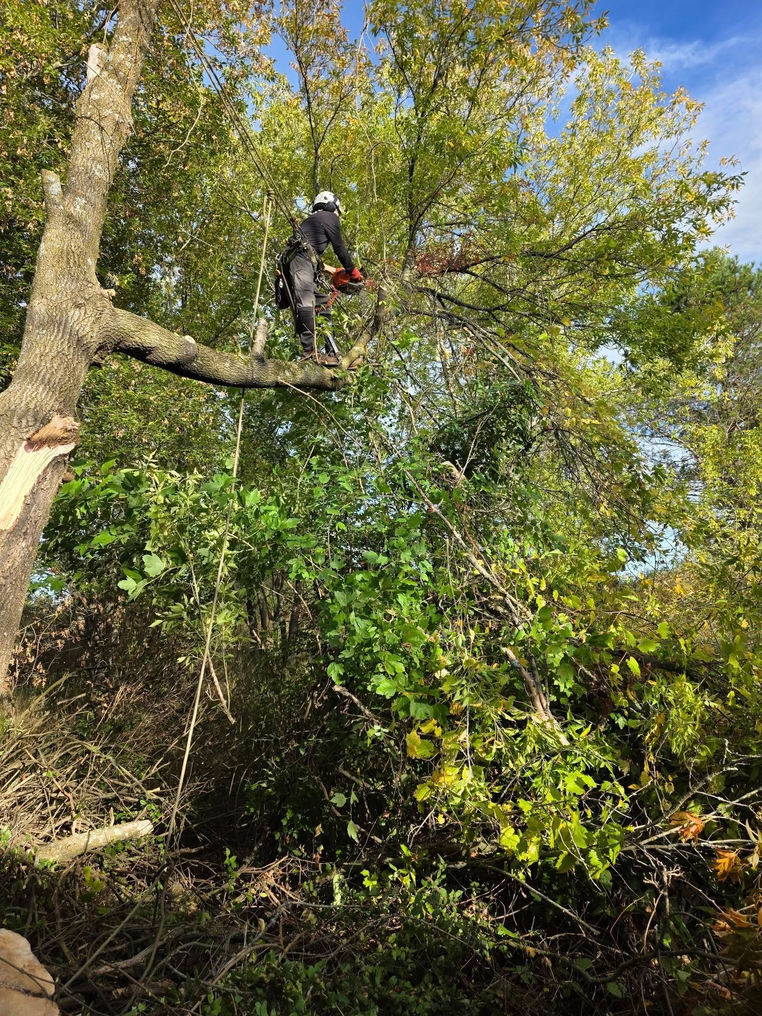 Arborist using a chainsaw to trim tree branches. Blue sky visible.