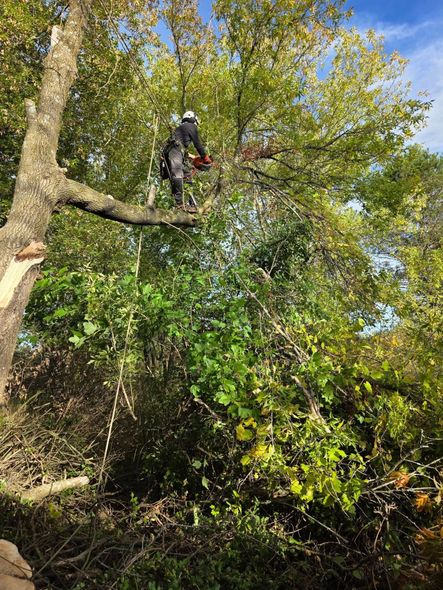 Arborist using a chainsaw to trim tree branches. Blue sky visible.