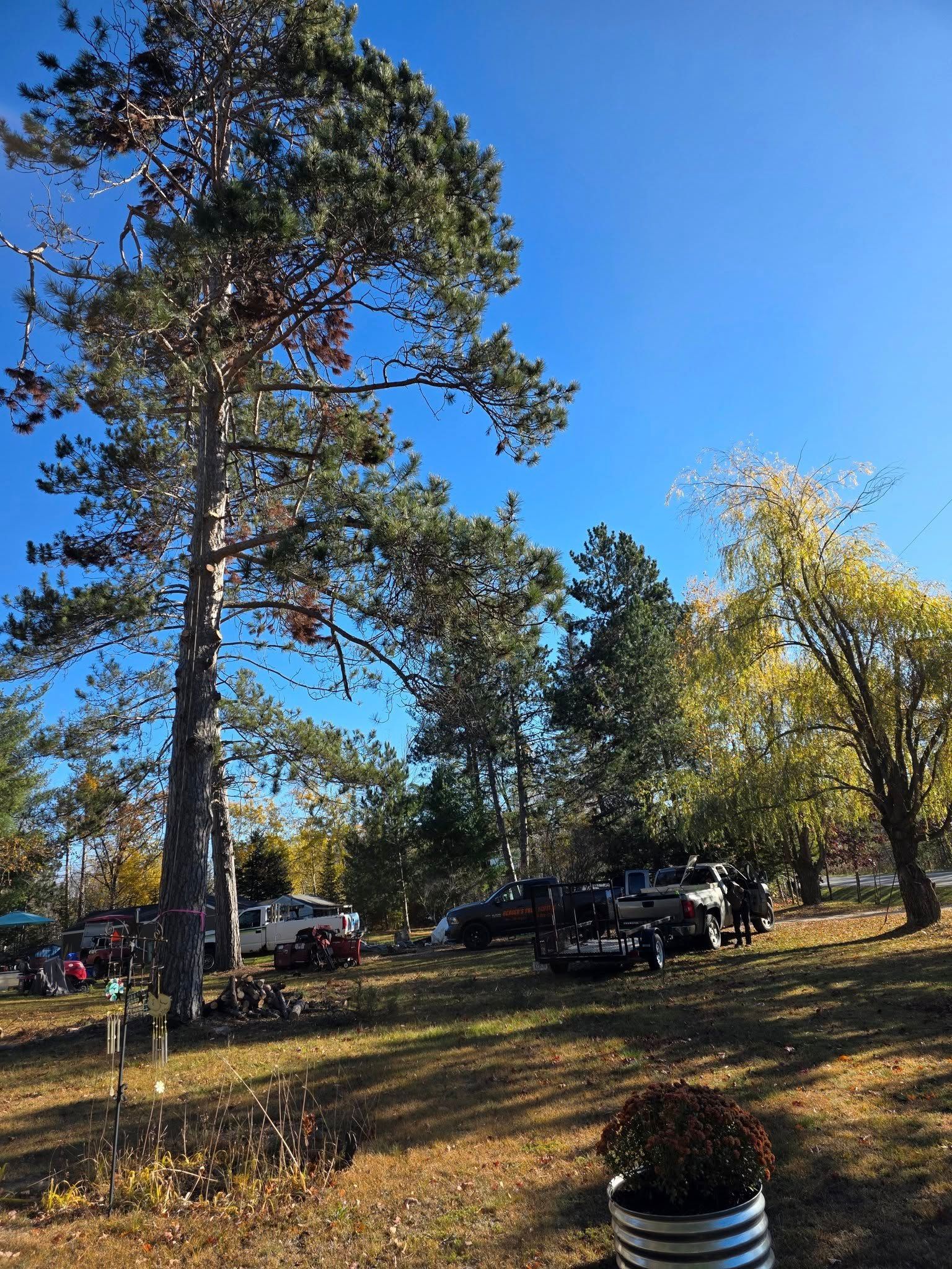 Trees and vehicles on a sunny day with blue sky.