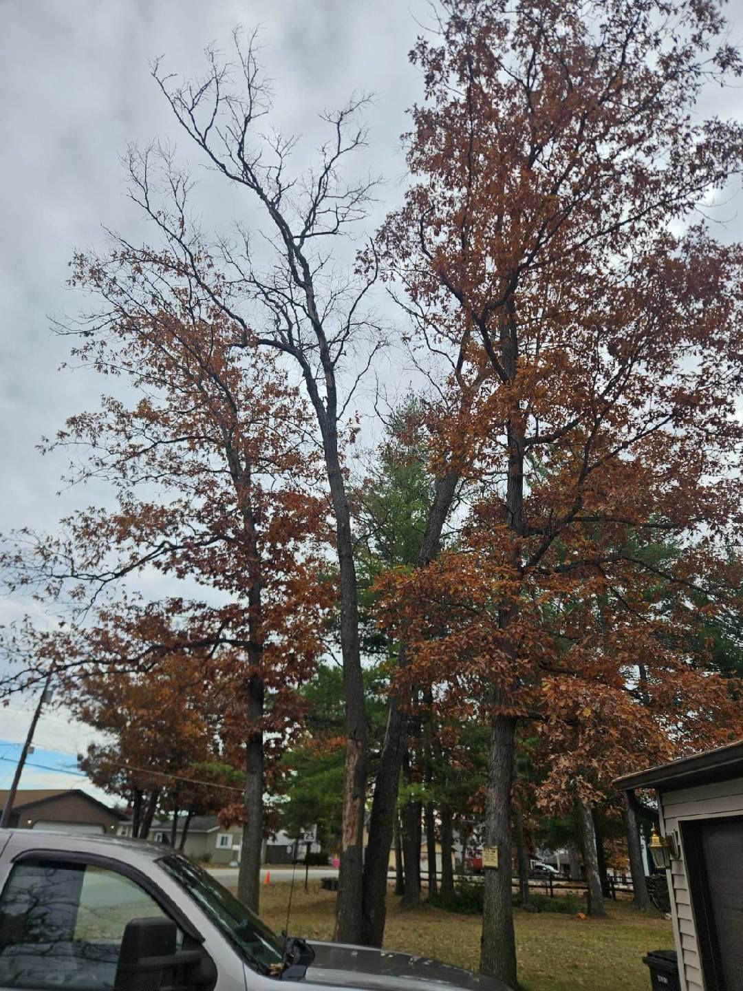 Trees with brown and green leaves under a cloudy sky. A truck is in the foreground.