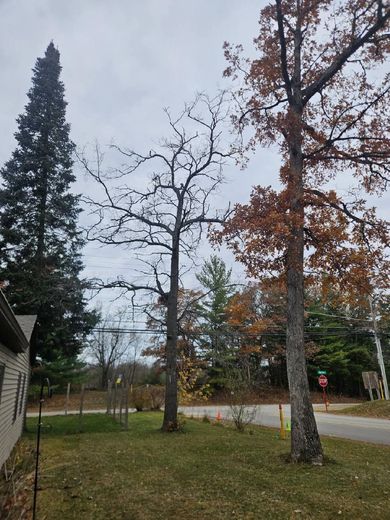 Three trees stand on a grassy lawn. One is tall and green, the others have brown leaves or are bare; sky is overcast.