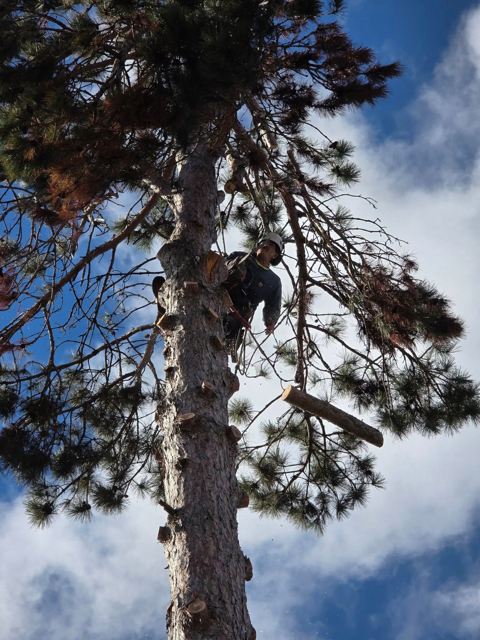 A tree climber in a tall pine tree, working against a partly cloudy sky.