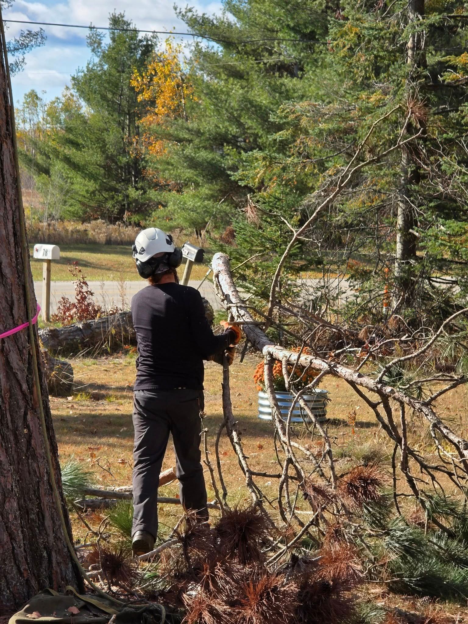 Person in safety gear using a chainsaw to trim branches from a tree in a yard.