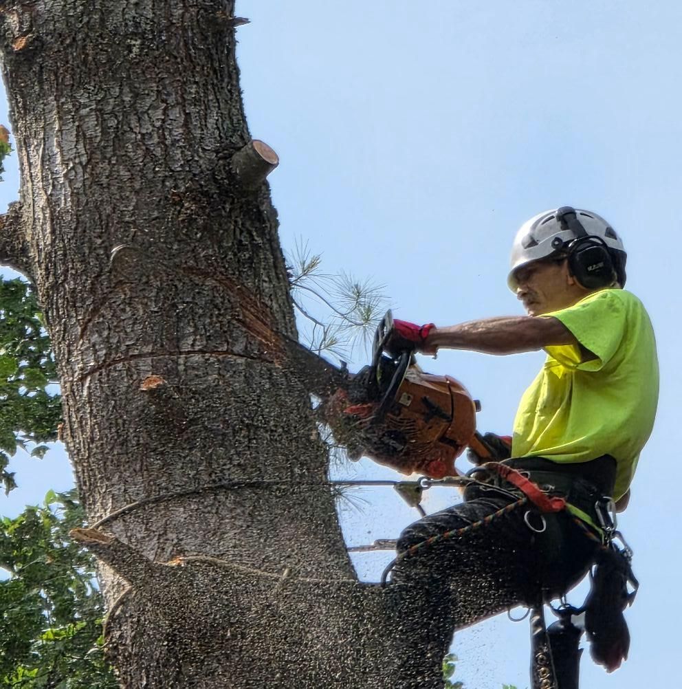 Arborist in harness, cutting tree branches with a chainsaw.