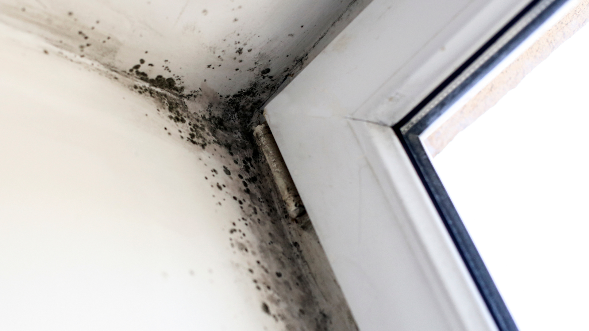 A close up of a window with mold growing on it.