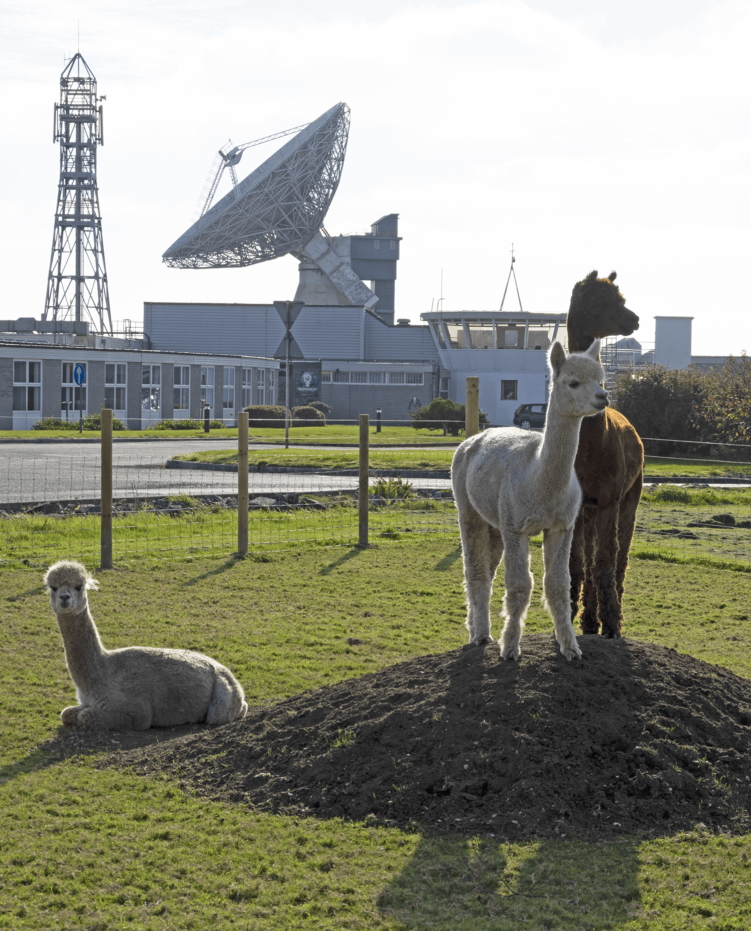 Goonhilly's 3 resident Alpacas survey their new home.