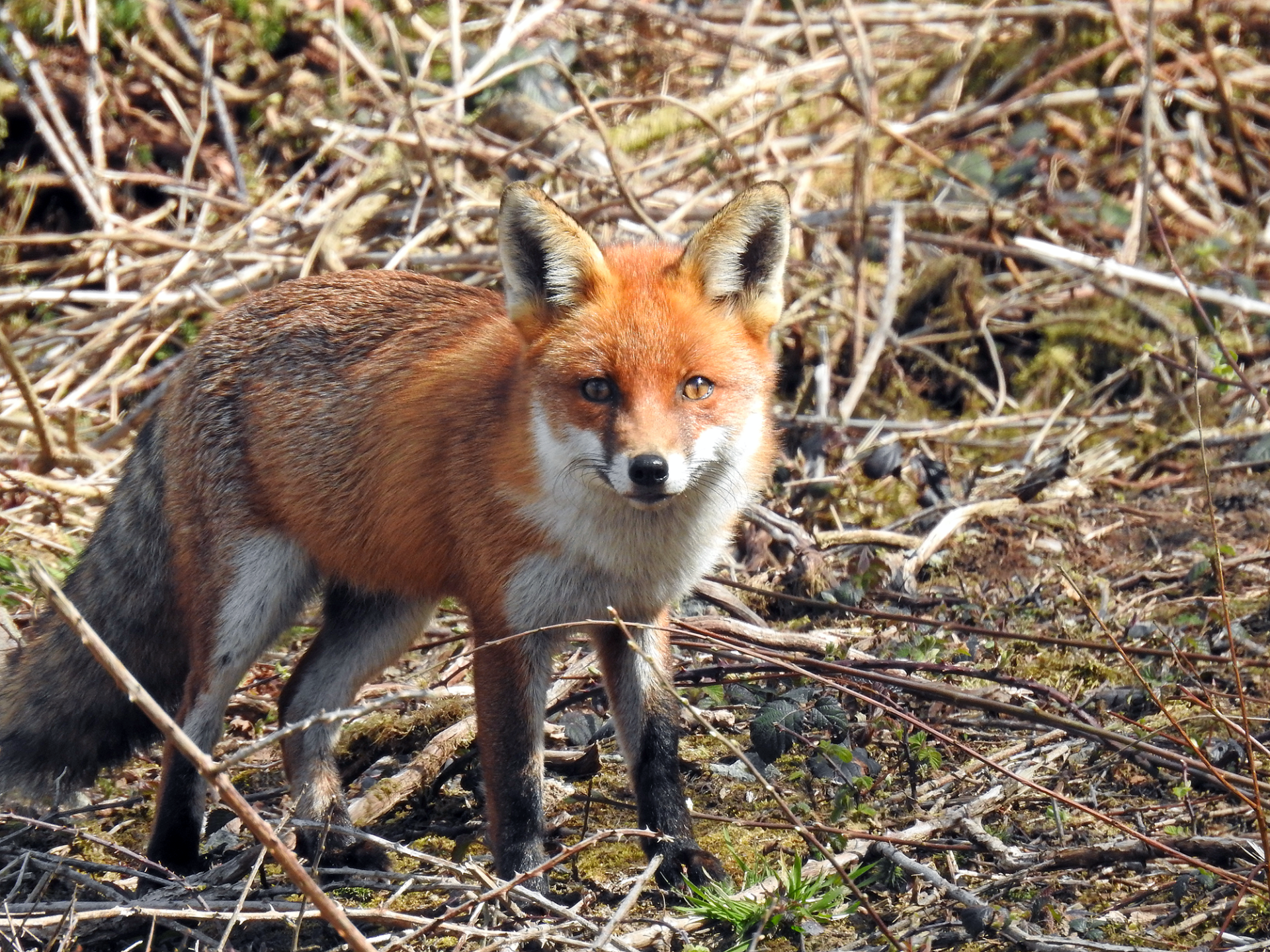 Image of Red Fox