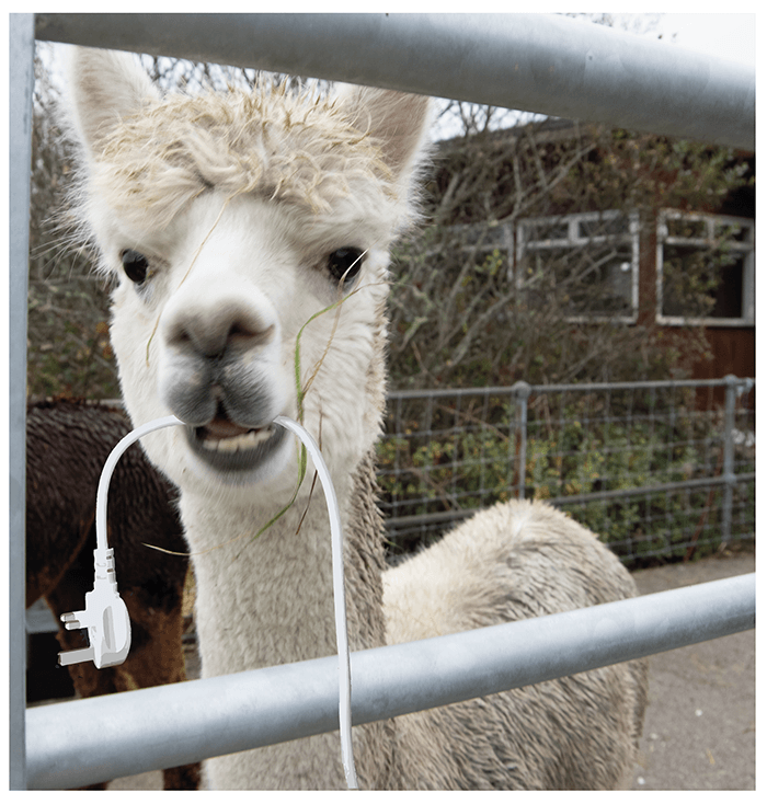 Whimsical image of Alpaca with appliance plug cable in its mouth