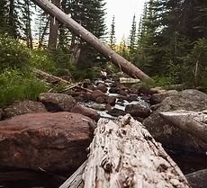 A log is sitting next to a stream in the woods.