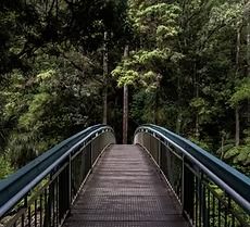 A bridge in the middle of a forest surrounded by trees.