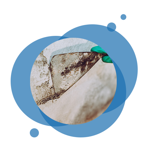 Mold Removal — Buffalo, MN — C & R Carpet Restoration Mold Removal — Buffalo, MN — C & R Carpet Restoration