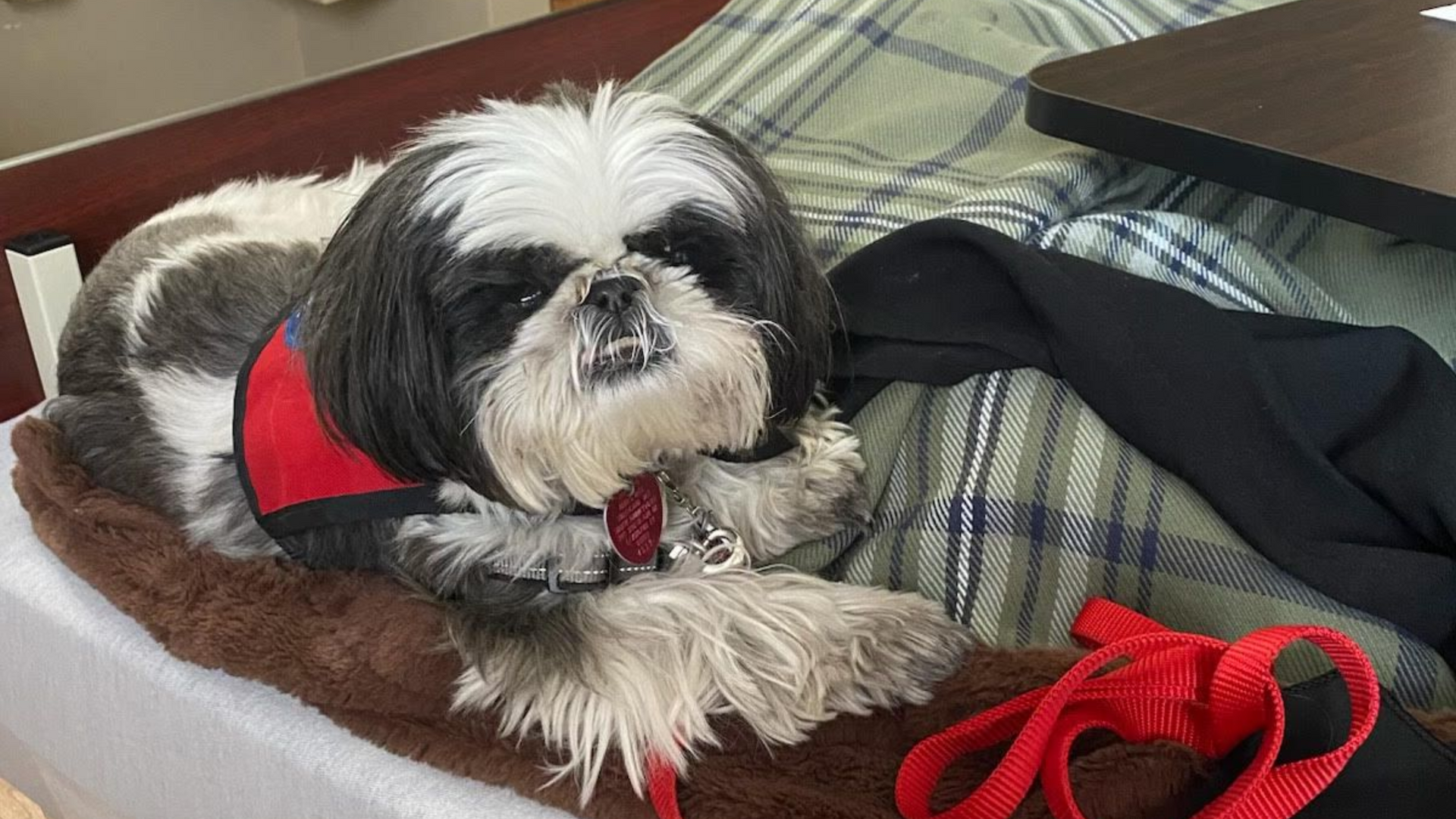 Callie, one of our volunteer therapy dogs