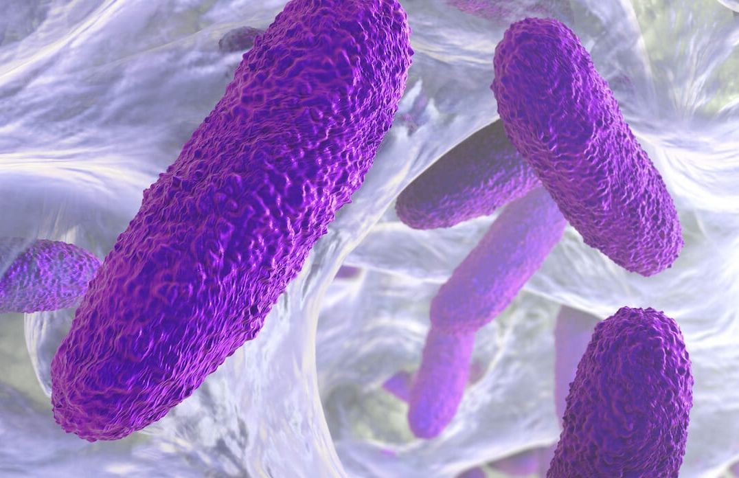 Purple rod-shaped bacteria, likely in a microscopic environment, with a textured surface.
