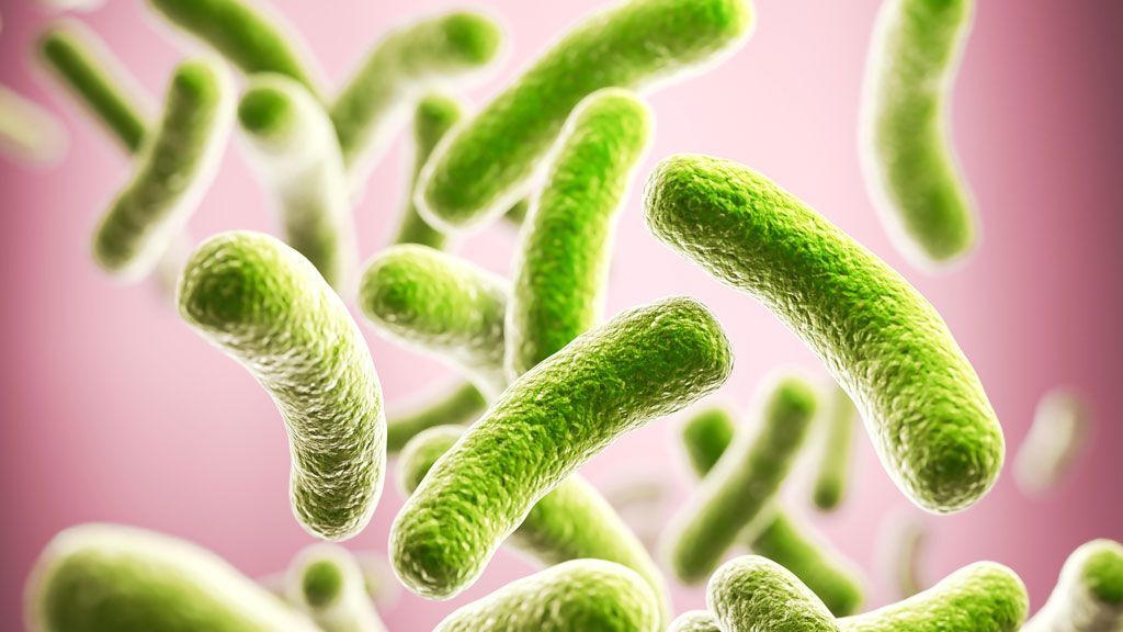 Green, rod-shaped bacteria against a blurred pink background, likely a microscopic view of a bacterial colony.